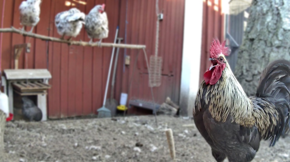 Boris the Rooster crowing, with three hens perched on a branch behind him