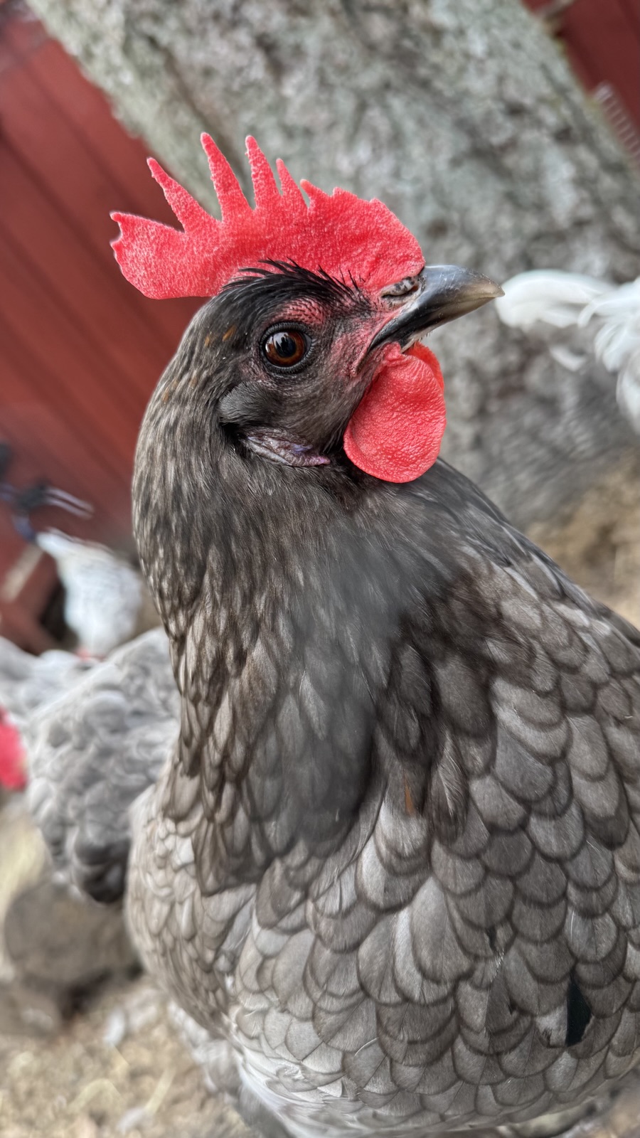 Close-up portrait of Ulla, a dark grey hen with a bright red comb